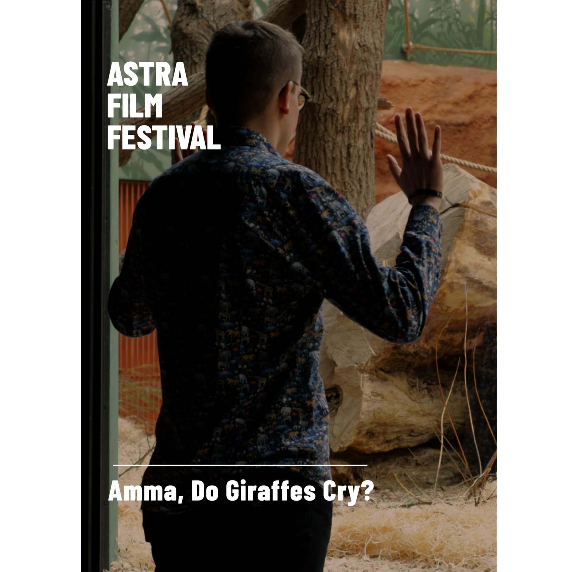 AMMA, PLÂNG GIRAFELE?